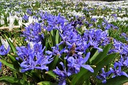 67 Distese di crocus bianchi e scilla bifolia azzurro-violetto
